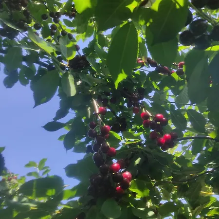 Miljakovacki * Belgrado